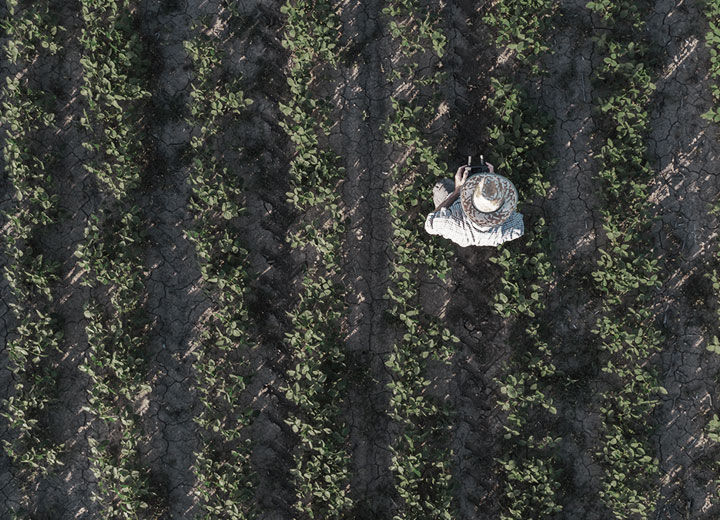 STF suspends tacit release of agricultural defensives