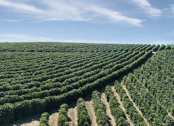 Fiagro: after overturning vetoes in the National Congress, agribusiness gains financing mechanism with fiscal attractiveness for investors