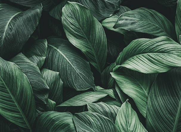 General Environmental Licensing Law: reflection and trends
