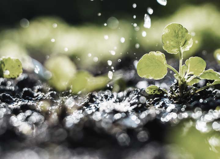 New regulatory decree of the National Seed and Seedling System is placed for public consultation