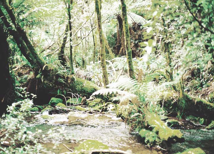 Arcabouço da legislação ambiental no Brasil antes e depois da CF/88