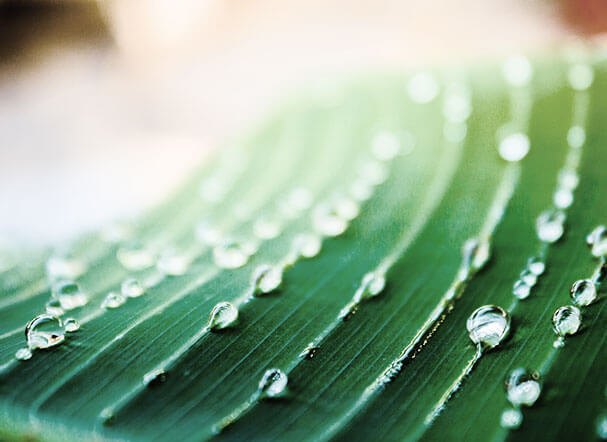 Establishment of the National Green Growth Program encourages sustainable development 