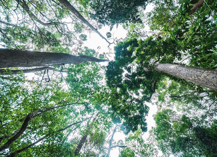 Ibama decides that ownership of environmental licensing processes is not specific to the entrepreneur
