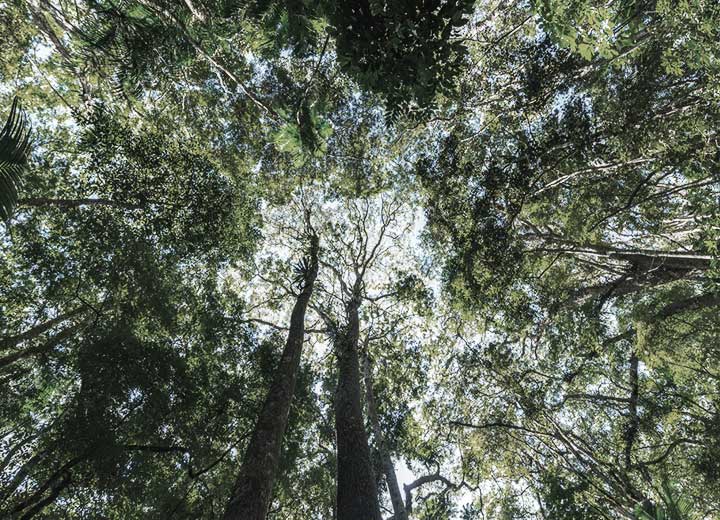 Regularization and adaptation of access to genetic heritage according to the new legal framework for biodiversity